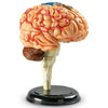 Learning Resources Brain Model