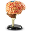 Learning Resources Brain Model