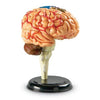 Learning Resources Brain Model