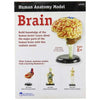 Learning Resources Brain Model