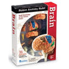 Learning Resources Brain Model